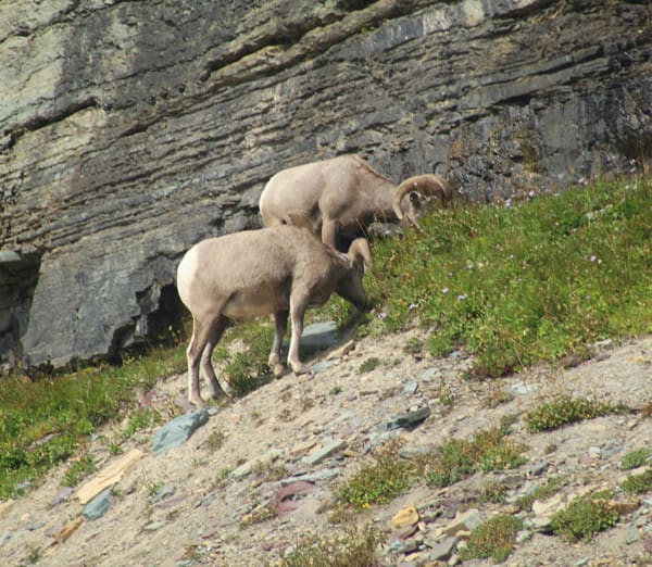 Things to do in Salida Colorado - Woodland Motel Downtown Salida - bighorn sheep