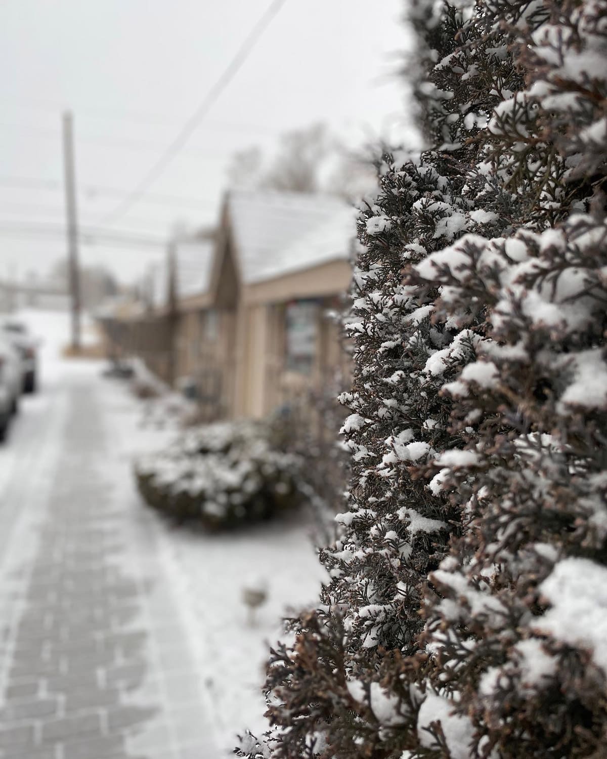 Woodland Motel – Downtown Salida Colorado Motel Hotel - winter snow on tree outside of the motel