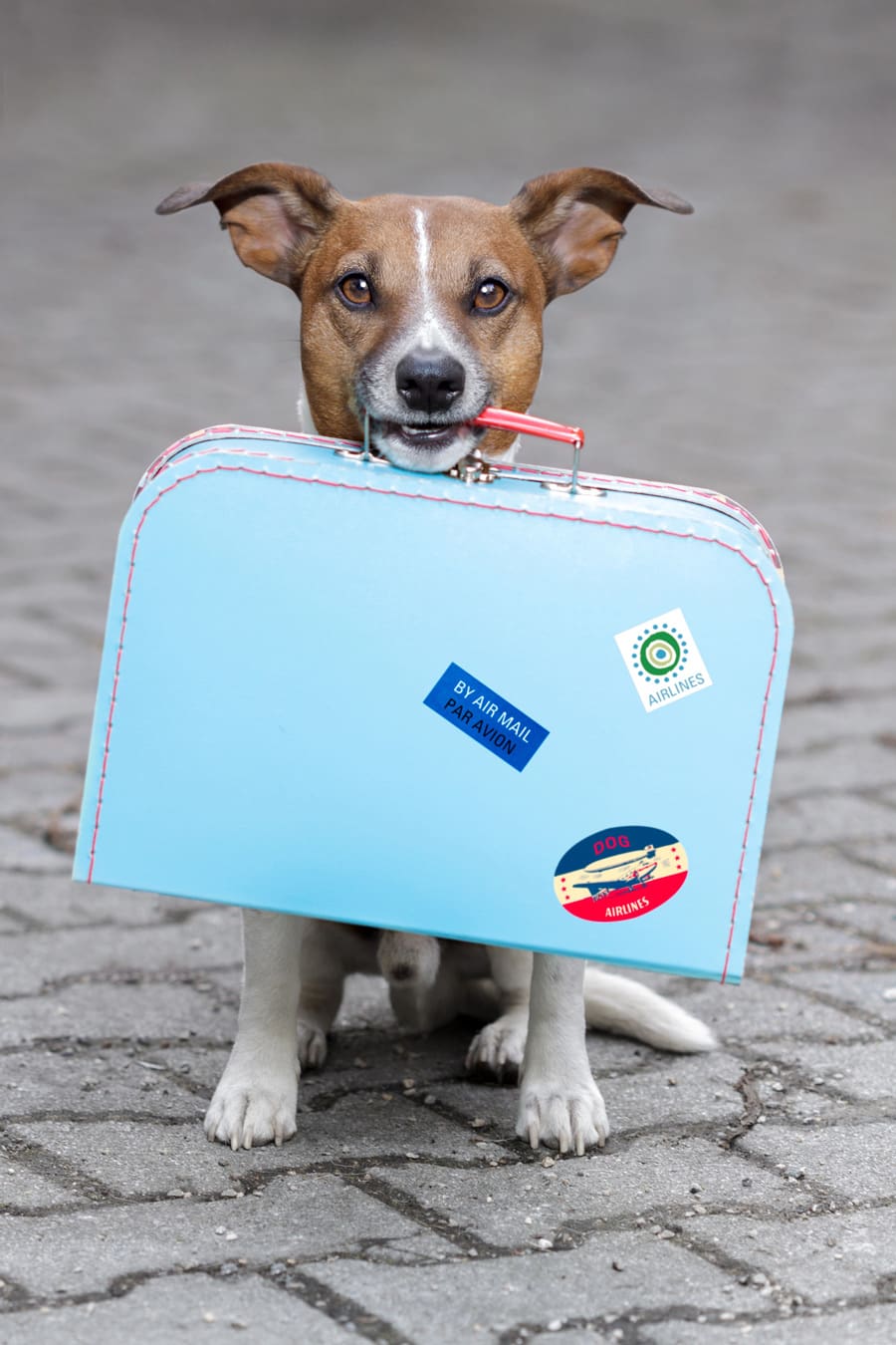 Woodland Motel Downtown Salida Pet Friendly Hotel Motel in Salida Colorado - Dog holding luggage in his mouth ready to go on a trip